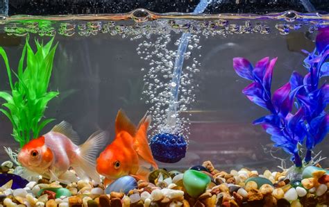 Comment Changer L'eau D'un Aquarium Poisson Rouge - Combien de poissons dans un aquarium ? Nos conseils