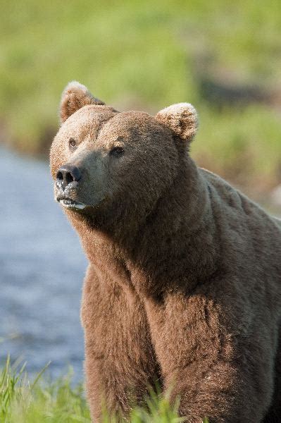 Facts About Bears Animal Facts And Information