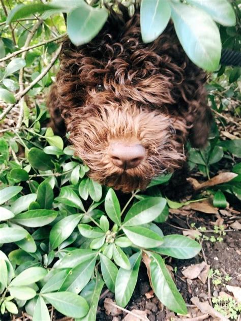 We go to great lengths and expense to protect and provide for the health of both the mom and her puppies during their days with us. Lagotto Romagnolo puppy @maisiebythebay | Lagotto ...