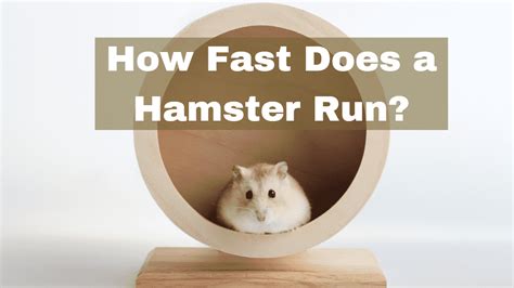 How Fast Does A Hamster Run