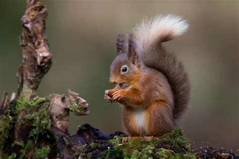 867948 4k Nuts Squirrels Rodents Rare Gallery Hd Wallpapers