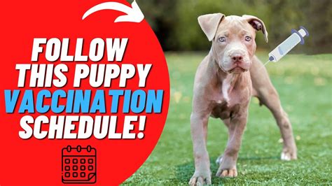 Heres The Best Time To Get Your Pit Bull Puppy Vaccinated Youtube
