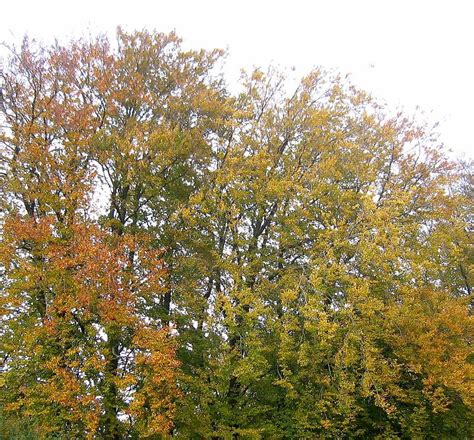 Beech Trees In Autumn