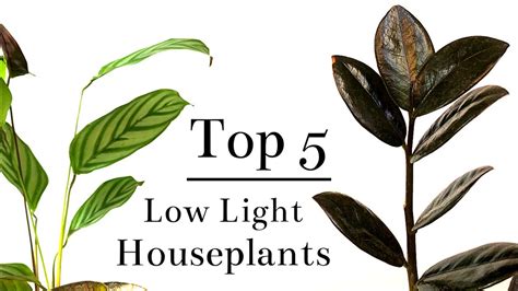 Top 5 Low Light Houseplants