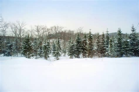 Winter Pine Trees 5587 Stockarch Free Stock Photos