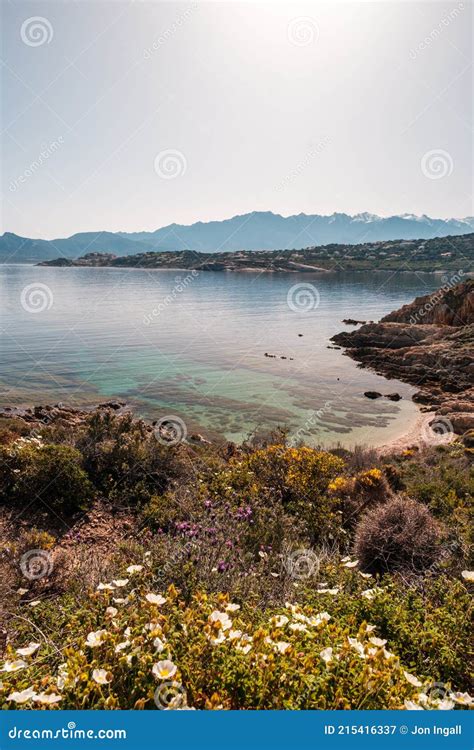 Flowers In Maquis On Coast Of Corsica Stock Image Image Of Beautiful