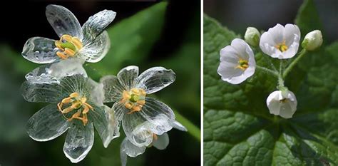 These Skeleton Flowers Transform States Mindfood