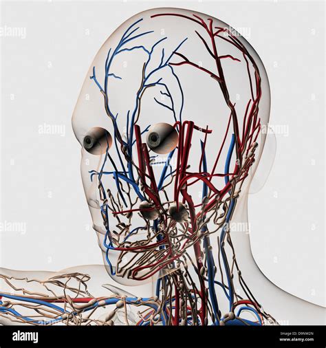 Facial Arteries Hi Res Stock Photography And Images Alamy