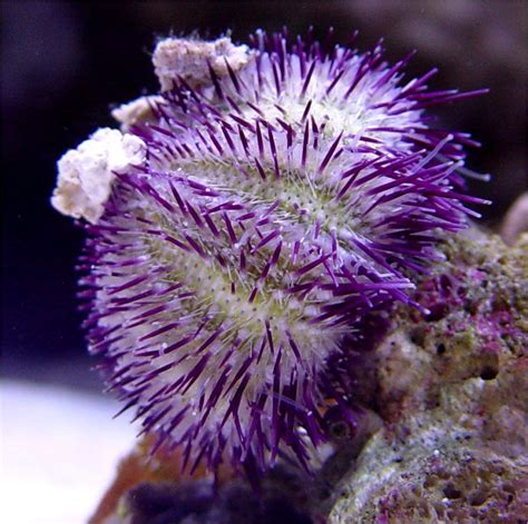 Sea Urchin Equinoidea Nano Tank Sea Urchins Art Lamp Saltwater