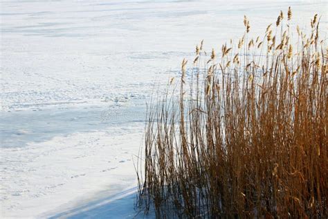 Beautiful Winter Landscape Swamp Grass In Winter Swamp Nature Stock