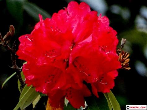 Everything You Need To Know About National Flower Of Nepal