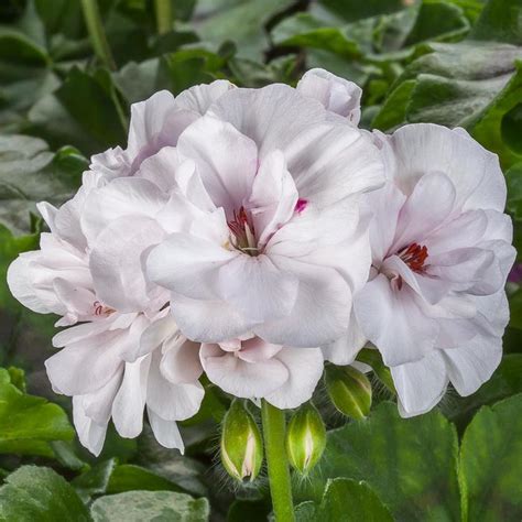 Pelargonium Peltatum Ivy League White Geranium Ivy Eberts