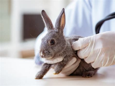 how much does it cost to spay a rabbit rabbit guide 2023 rabbit insider