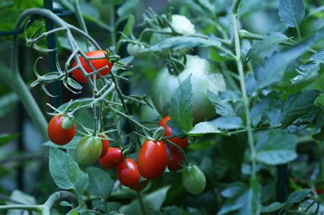 Wild Tomatoes Repel Whiteflies Study Finds The New York Times