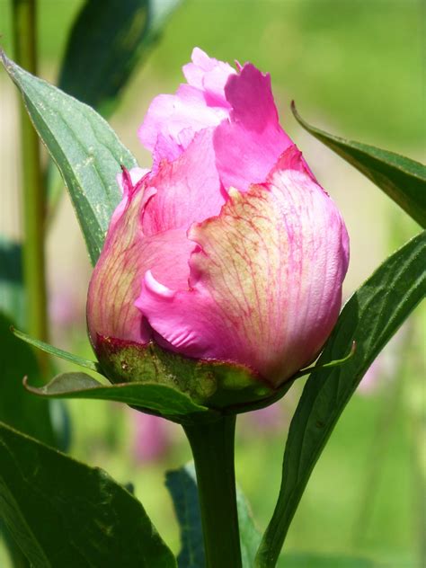 Free Images Blossom Flower Petal Bloom Rose Botany Pink Close Flora Style Bud Peony