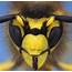 Smile Close Up Photographs Of Insects  Randommization