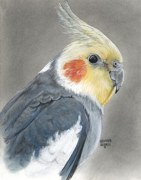 Use of hatching is ineresting in creating a texture that is life like. Cockatiel Drawing at GetDrawings | Free download
