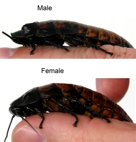 Madagascar Hissing Cockroach Male Vs Femalemales Have Bumpshorns On