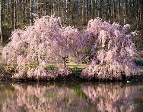 Weeping Cherry Trees Photograph By Jack Nevitt Fine Art America