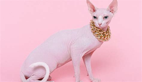 Sphynx Cat 101 The Ultimate Guide Blog