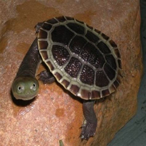 A wide variety of pet turtle toys options are available to you, such as plush, plastic. Buy pet turtles from our specialist baby turtle store ...