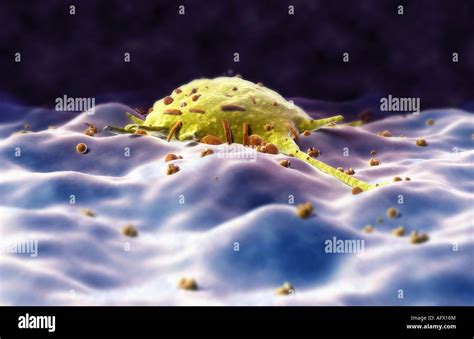 Macrophage Hi Res Stock Photography And Images Alamy