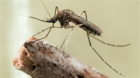 How Big Can Mosquitoes Get