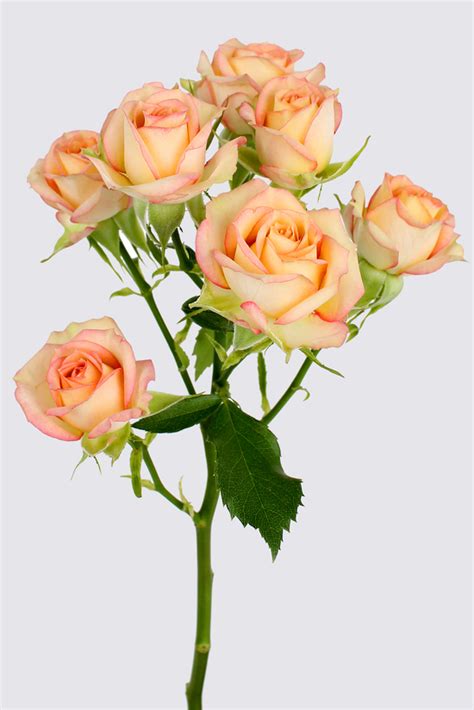Azore Spray Rose Spray Roses Grown By Van Lier Nurseries Ltd