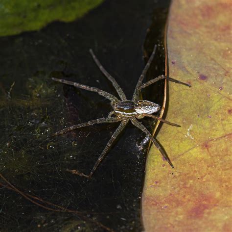 Six Spotted Fishing Spider Mike Powell