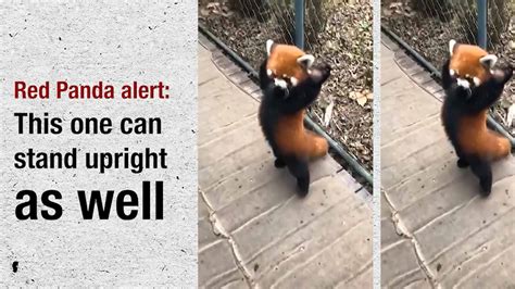 Red Panda Alert This One Can Stand Upright As Well Times Of India