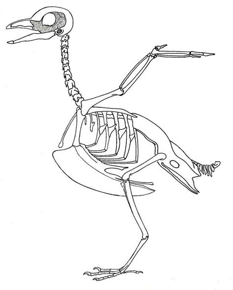Bird Skeleton Diagram Quizlet