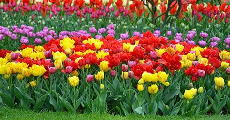 How To Grow And Care For Tulip Flowers Gardeners Path