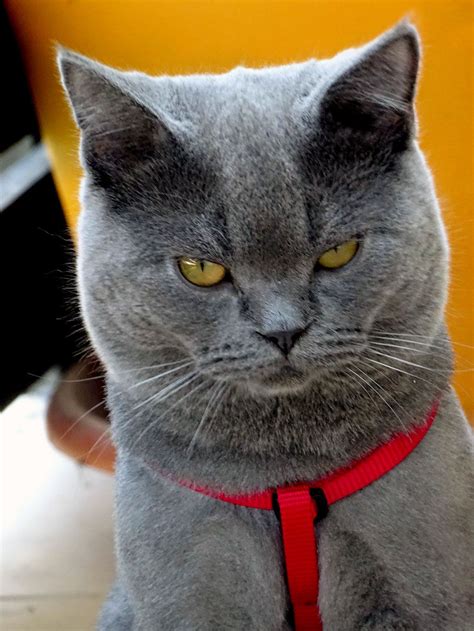 Roux British Shorthair Beige British Shorthair Cat Size 81021 Nama