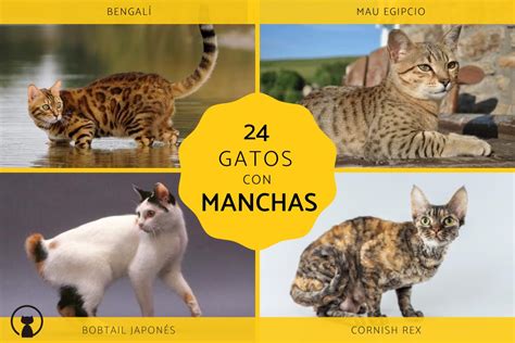 24 Razas De Gatos Con Manchas ¡nombres Y Fotos