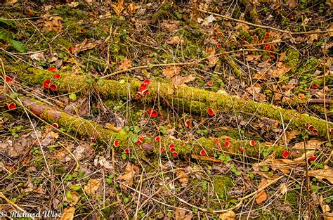 Red Fungi On Moss Covered Wood The Beauty Of Nature Is Ev Flickr
