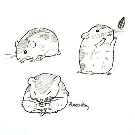 Doodles Of My New Russian Dwarf Sesame Cute Drawings Cute Animal