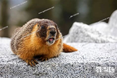 Groundhog Woodchuck Or Whistle Pig Marmota Monax Yosemite National