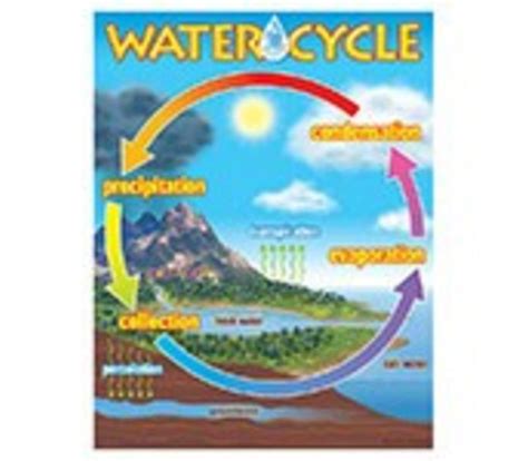 The Water Cycle Poster Learning Tree Educational Store Inc