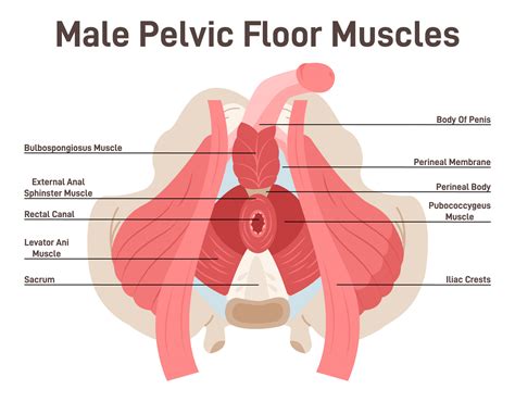 Pelvic Muscles Anatomy Male