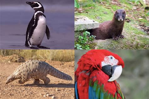Top 129 Imágenes De Animales Que Están En Peligro De Extinción