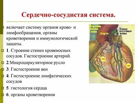 Диета сердечно сосудистая система Сердечно-сосудистая система - презентация онлайн Сердечно-сосудистая система - презентация онлайн Диета сердечно сосудистая система