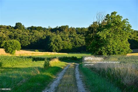 The Dirt Road In Middle Cultivated Fields Under Sunrise High Res Stock