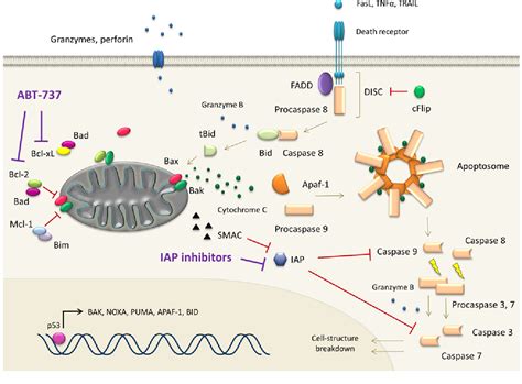 Figure 1 From Chimeric Antigen Receptor Therapy In Haematology And