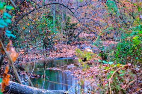 Fond Décran Eau La Nature Feuille Arbre Végétation Réflexion L