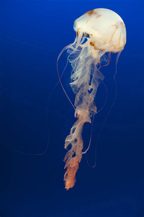 Free Stock Photo 7408 Jellyfish With Long Trailing Tentacles