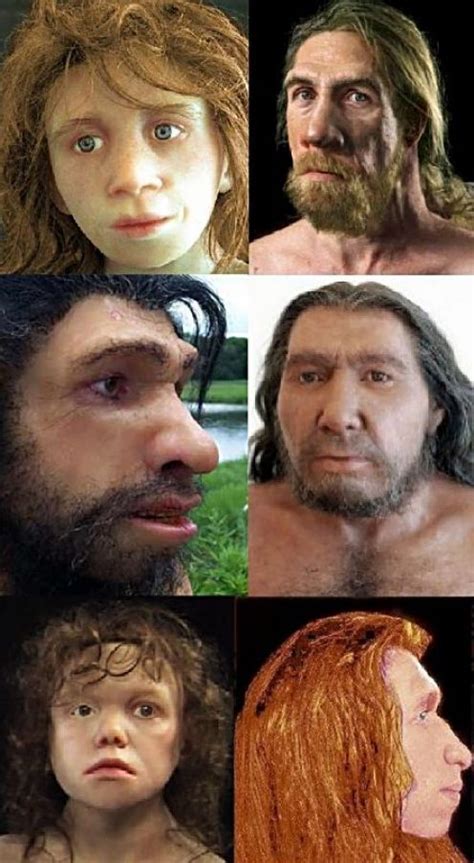 Human Ancestors Neanderthals And Cro Magnons Roots Of Humanity