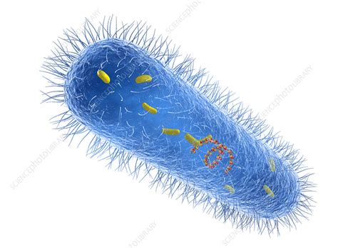 Pseudomonas Aeruginosa Bacterium Illustration Stock Image F031
