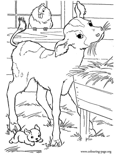 Cows And Calves A Cute Baby Calf In The Barn Coloring Page