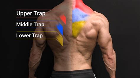 Exercises For Middle Traps Mid Trap Workout Athlean X