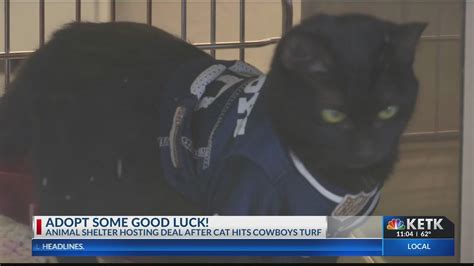 Cowboys Game Black Cat Debut Encourages Longview Animal Care And